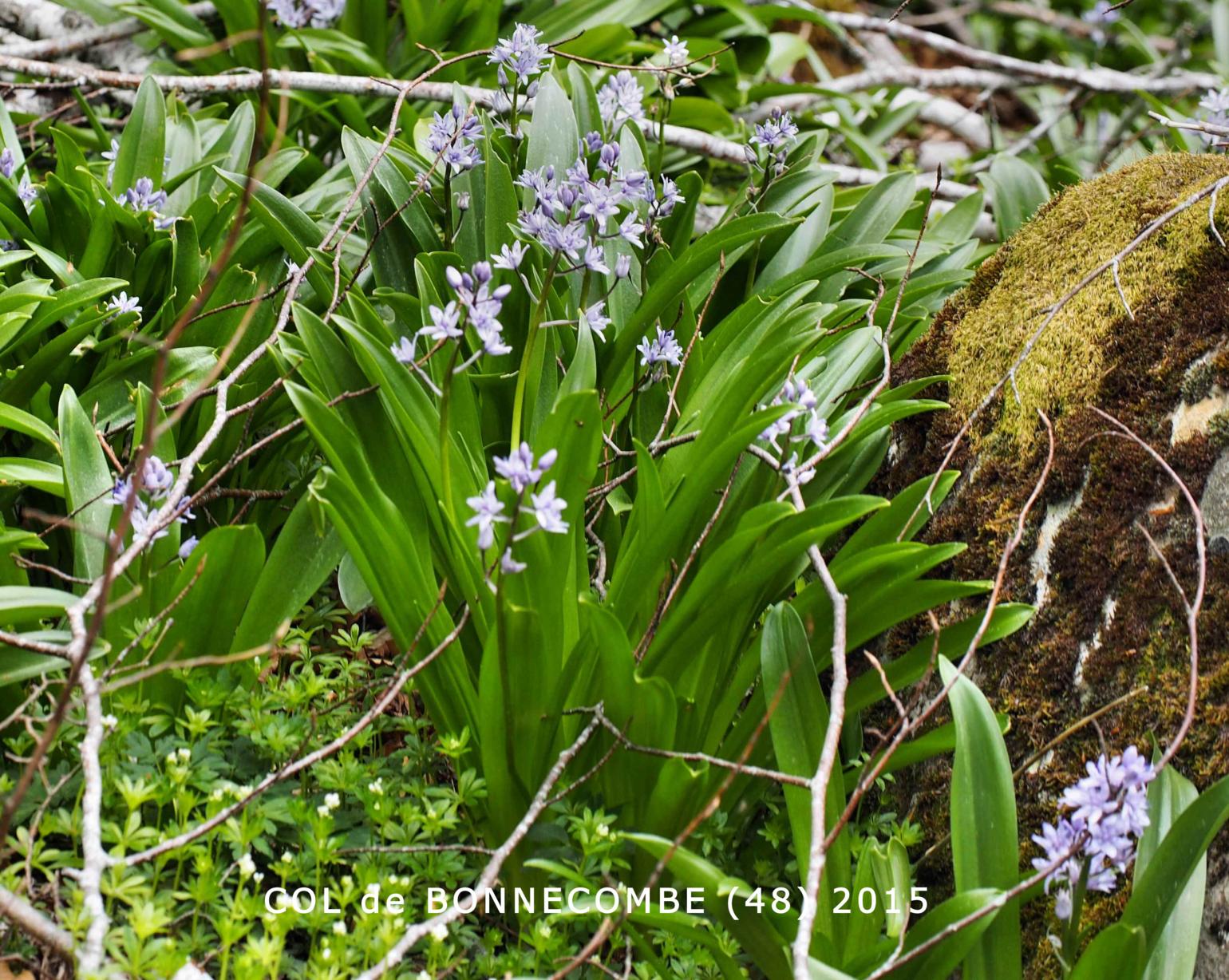 Squill, Pyrennean